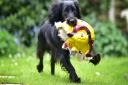 Bobby, the spaniel who was rescued from an 82ft well in Gimingham, pictured the day after his ordeal. Picture: ANTONY KELLY