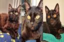 Sable, Raven and Inky were rescued from a skip in Lowestoft