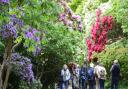 Rhododendrons and Azaleas in full bloom at the National Trust's  Sheringham Park.Picture: MARK BULLIMORE