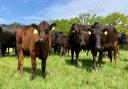 Wagyu beef cattle on the Worstead Estate