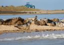 A walk around Blakeney Point has been named as one of the best winter walks in the UK