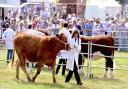 There will be livestock competitions at the Aylsham Show.