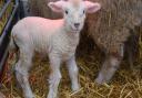 One-day-old lamb, known as Benjamin Button as he looked old and wrinkly when he was born, at Wroxham Barns. Picture: DENISE BRADLEY