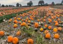 Wroxham Barns is holding its biggest Pumpkin Festival ever this October half term.