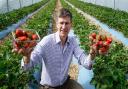 Tim Place is owner of Norfolk fruit firm Place UK, which has recruited workers from as far afield as Barbados to complete this year's strawberry harvest