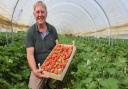 Simon Turner, owner and managing director of Sharrington Strawberries