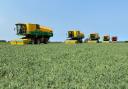 Aylsham Growers' five huge pea harvesters working in tandem to gather a bumper 2021 crop