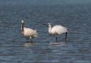 A new colony of spoonbills has been formed at a farm in Cley. Pictured are an adult and young spoonbill at Holkham