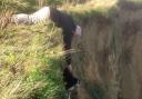 Derek Shaw reaches out to rescue Millie the border collie. Picture: BEVERLEY SALLIS PHOTOGRAPHY