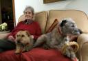 Elizabeth Elwes of Burgh with her dogs Poppy and Swift who has terminal lymphoma and needs help to walk her dogs.Picture: Mark Bullimore