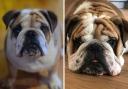 Missing English Bulldog Benny, from Cromer