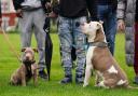 Norfolk Constabulary had to kennel 17 seized XL bully dogs