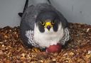 The first peregrine falcon egg of the season has been laid at the top of Cromer Parish Church's tower in Norfolk