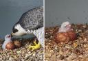 A peregrine falcon chick has hatched at the top of Cromer Parish Church tower in north Norfolk, the Cromer Peregrine Project has announced