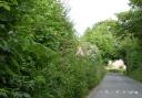 Untrimmed verges on a wider section of Manor Road