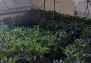 A cannabis farm with over 700 plants has been discovered in a North Norfolk town