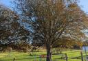 The Horse Chestnut at Meadow Park