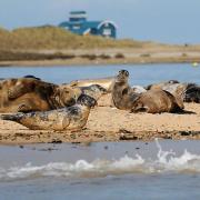 A walk around Blakeney Point has been named as one of the best winter walks in the UK