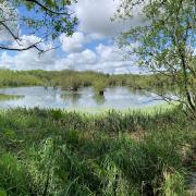 Dillington Carr SSSI (site of special scientific interest) is central to the Wendling Beck Exemplar Project, one of two Norfolk schemes to win funding