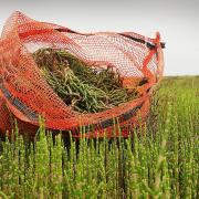 Samphire growing in the marshes at Thornham harbour.