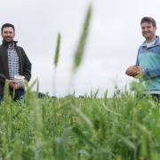 Farmer Jonny Cubitt, left, in his intercropped field of mixed peas and wheat at Blakeney, with Harry Farrow of Siding Bakery at Melton Constable