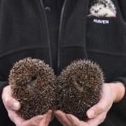 Marian Grimes runs Hedgehog Haven from her home in North Walsham, during the first lockdown she was inundated with hedgehogs in need and whilst she is still looking after over 60 hedgehogs now she still has room to help more. Credit - Sonya Duncan