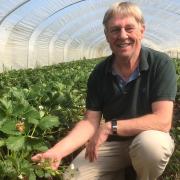 Simon Turner, of Sharrington Strawberries, fears he may not have enough seasonal workers to pick his crop this summer