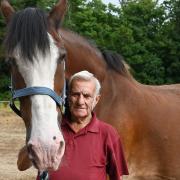 Norfolk heavy horse enthusiast Derek Spanton with his Shire horse Herbie