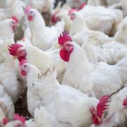 Poultry will be culled after four new cases of bird flu were confirmed in Norfolk