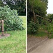 Vandals have cut down two trees in Aylsham