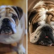 Missing English Bulldog Benny, from Cromer