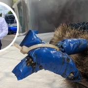 James Daytona, inset, who found the injured hedgehog on his estate in Holt