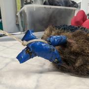 The hedgehog was found with electrical tape around its legs