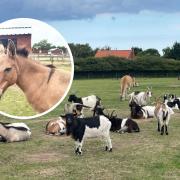 Hillside Animal Sanctuary in West Runton has had its donations box - with more than £200 inside - stolen