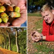 Stuart Banks, the National Trust’s tree and woodlands adviser for the east, and acorns at Blickling Estate