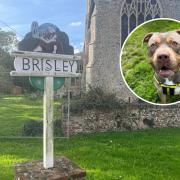 Village in shock after XL Bully dog attack ends in school evacuation