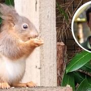 Two red squirrel kittens have been born at Kelling Heath Holiday Park. Inset, countryside manager David Martin