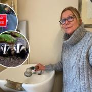 Badgers in Bradfield, near North Walsham in north Norfolk, have burst the village's water main leaving locals without water