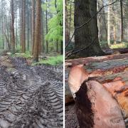 Urgent concerns have been raised over “devastating” tree felling at Bacton Wood, also known as Witton Wood, which North Norfolk MP Duncan Baker claims has disturbed nesting birds and “trashed” the forest