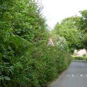 Untrimmed verges on a wider section of Manor Road