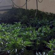 A cannabis farm with over 700 plants has been discovered in a North Norfolk town