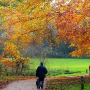 Autumn’s best clothes bring vibrant colour to Sheringham Park