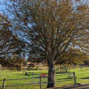 The Horse Chestnut at Meadow Park