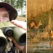 The Broads Authority are lookign for someone to conduct a deer survey in the Norfolk Broads