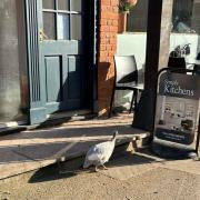 guinea fowl seen mingling with shoppers on the streets of Holt