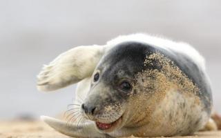 Grey seal pup lounging on the beach at Horsey Gap, photograph by John Boyle